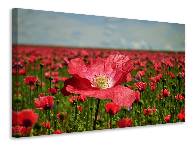 Canvas print The lush poppy field