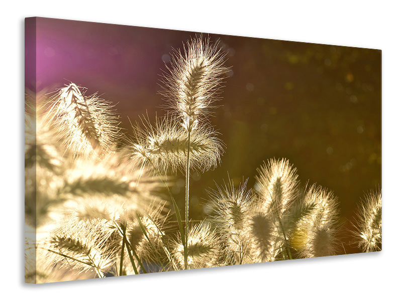 Canvas print The ornamental grass