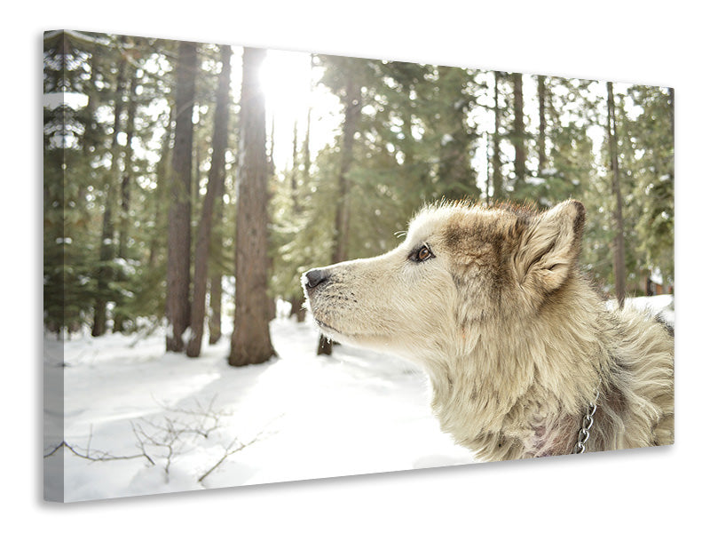 Canvas print The Alaskan Malamute
