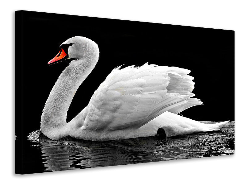 Canvas print The graceful swan