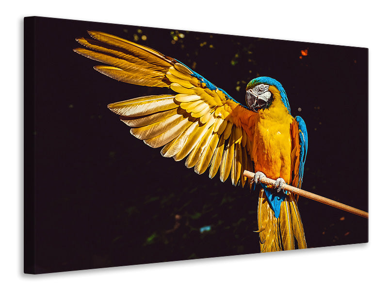Canvas print The macaw
