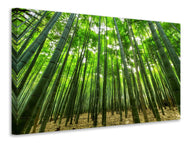 Canvas print The bamboo forest
