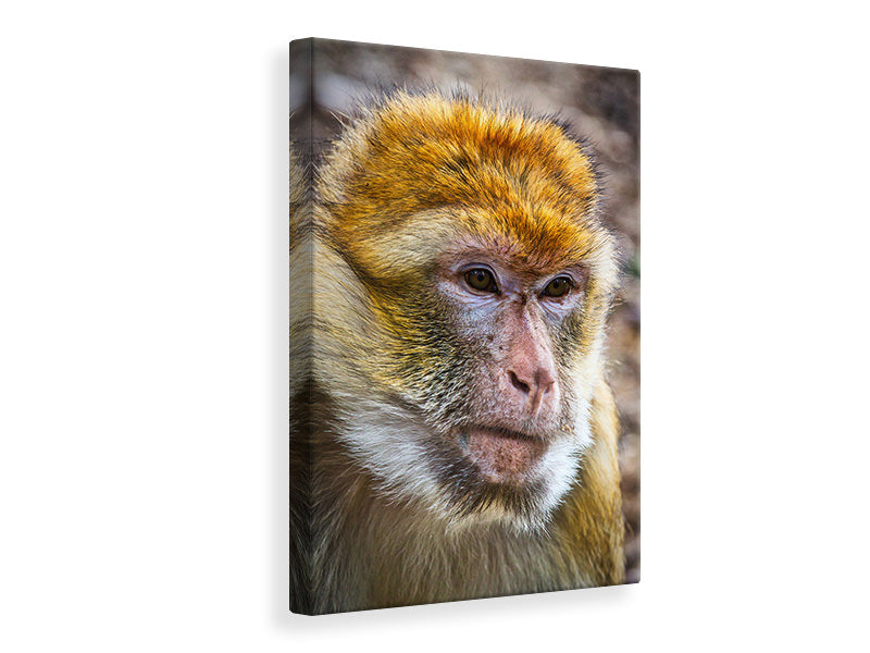 Canvas print The Barbary macaque