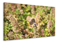 Canvas print The blue