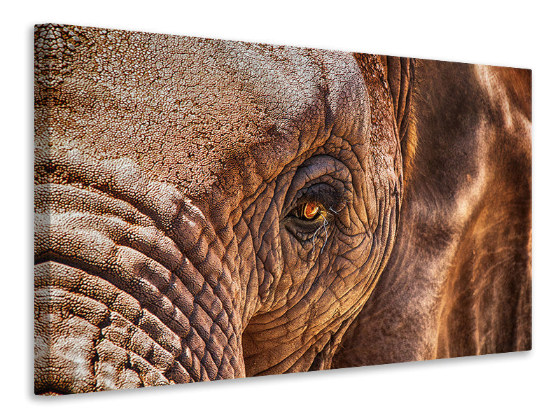 Canvas print The look of the elephant