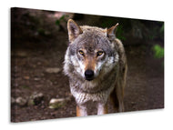 Canvas print The evil wolf