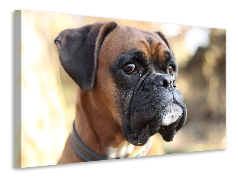Canvas print The boxer look