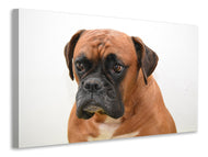 Canvas print The boxer