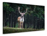 Canvas print The fallow deer 2