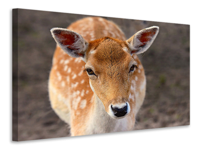 Canvas print The fallow deer