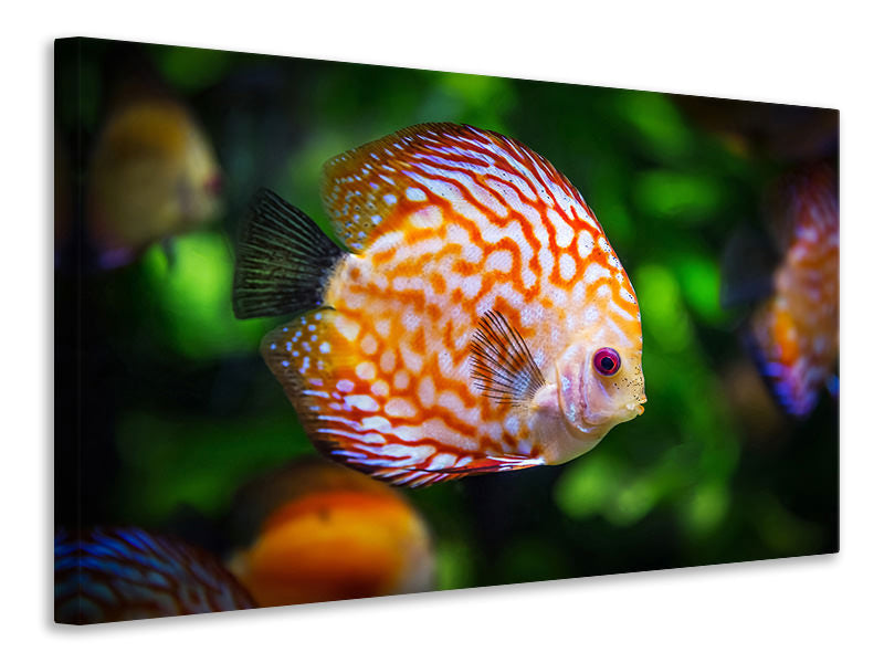Canvas print The discus fish