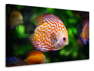Canvas print The discus fish