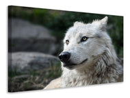 Canvas print The lonely wolf