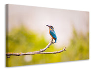 Canvas print The kingfisher