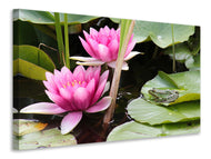 Canvas print The frog in the protection of water lilies