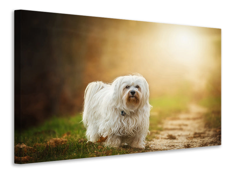 Canvas print The Havanese