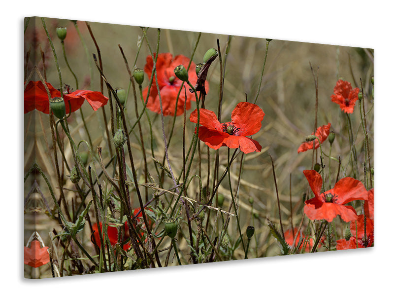 Canvas print The poppy in nature