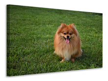 Load image into Gallery viewer, Canvas print The little Spitz
