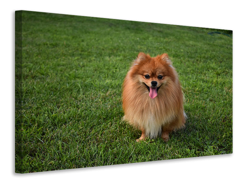 Canvas print The little Spitz