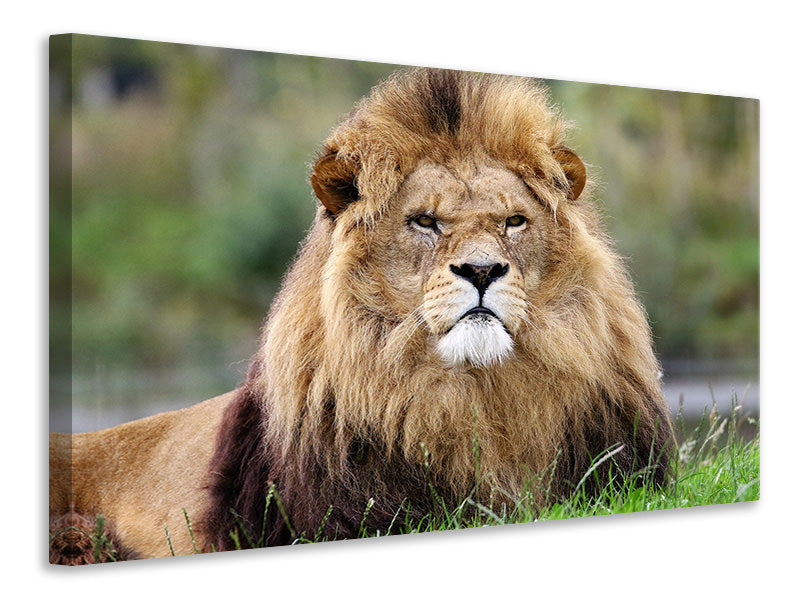 Canvas print The king of animals