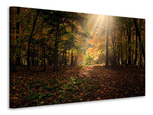 Load image into Gallery viewer, Canvas print The deciduous forest
