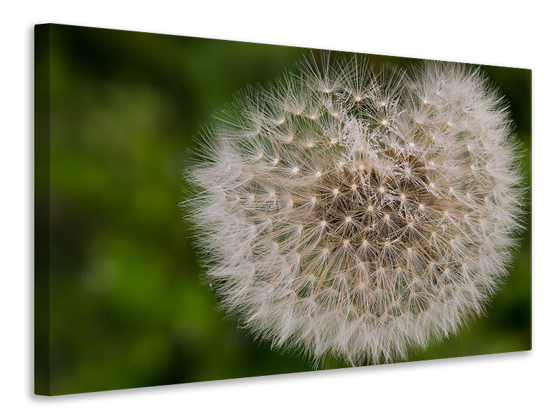 Canvas print The dandelion in nature