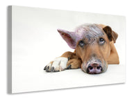 Canvas print The funny pig dog