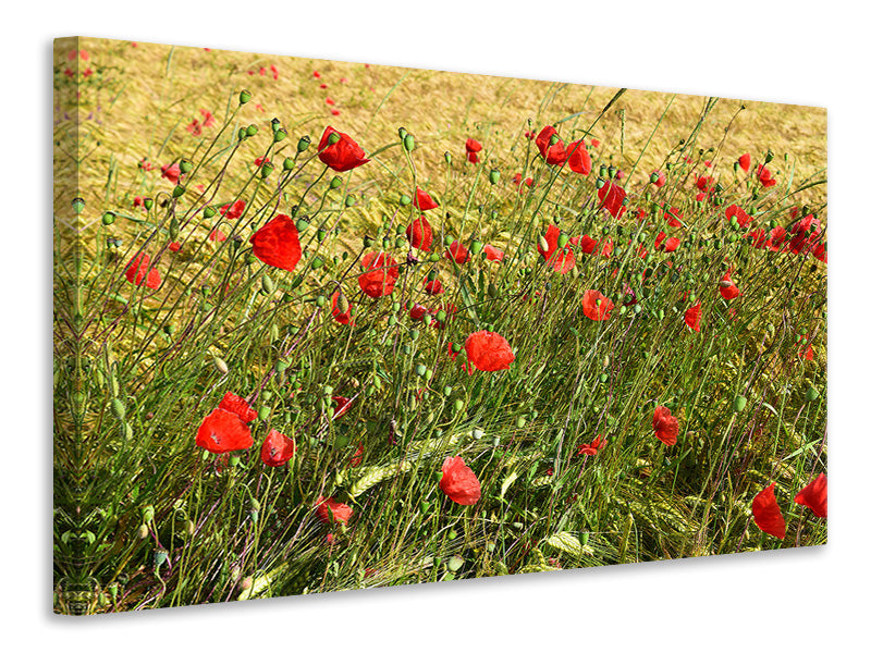 Canvas print The poppy in the wind