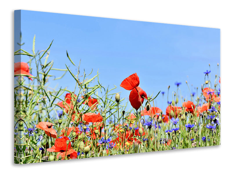 Canvas print The poppy in the flower meadow
