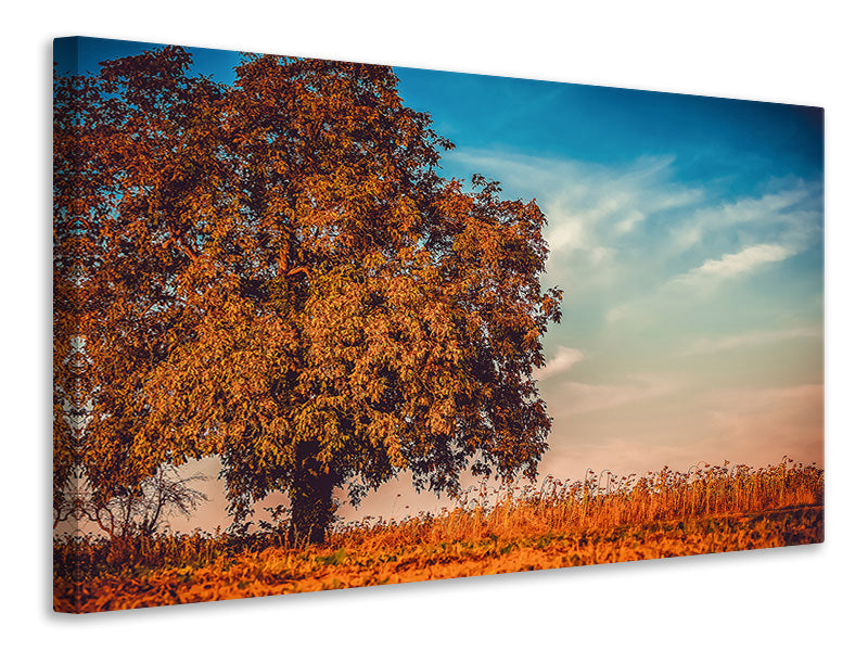 Canvas print The nut Tree