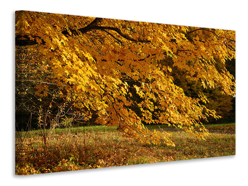 Canvas print The magnificent autumn tree