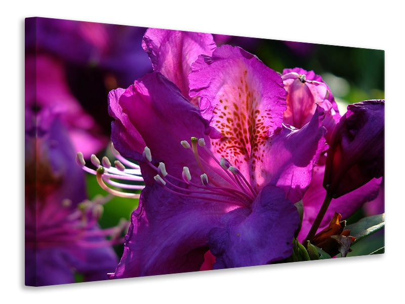 Canvas print The rhododendron