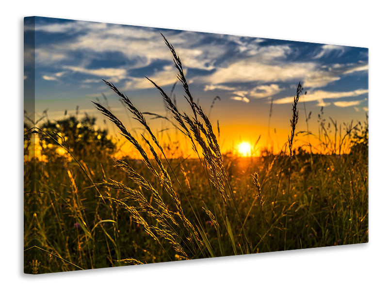 Canvas print The sunset on the field