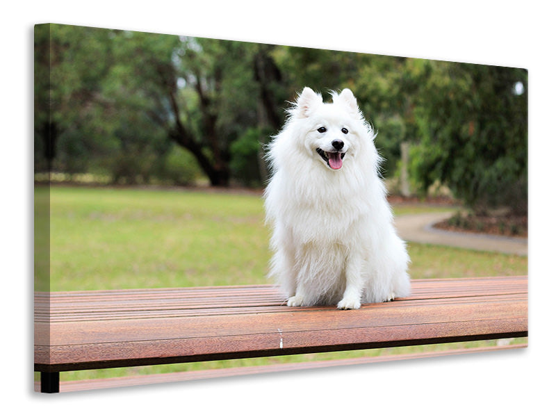 Canvas print The Spitz as a young dog