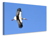 Canvas print The stork in action