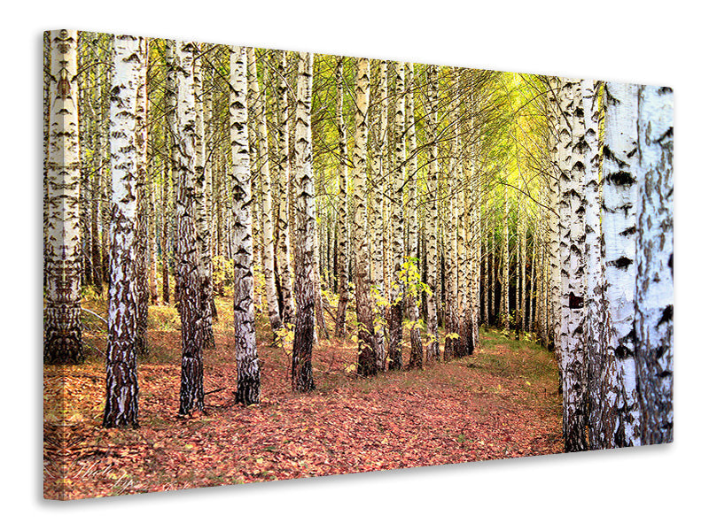 Canvas print the path between birches