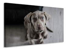 Load image into Gallery viewer, Canvas print The Weimaraner
