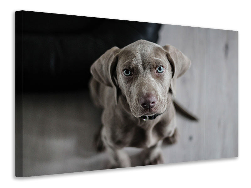 Canvas print The Weimaraner