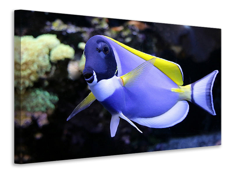Canvas print The Weisskehl doctorfish fish