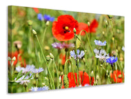 Canvas print The wild poppy XL