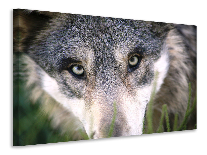 Canvas print The Wolf's look