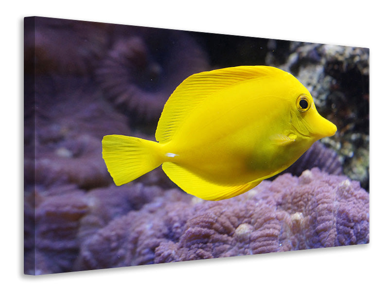 Canvas print The lemon-doctor fish