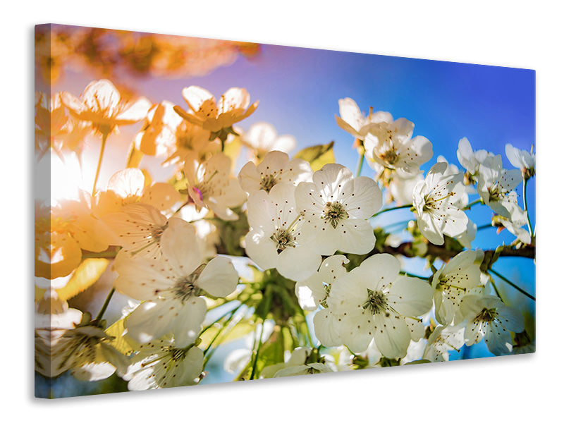 Canvas print The apple tree blossom