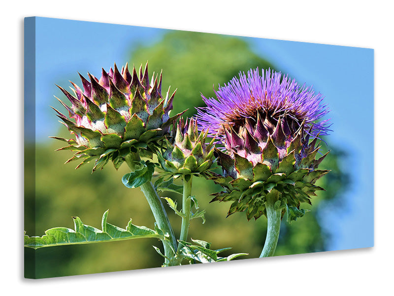 Canvas print The artichoke XL