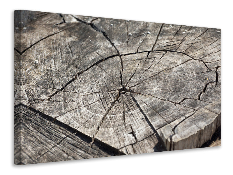 Canvas print The tree rings