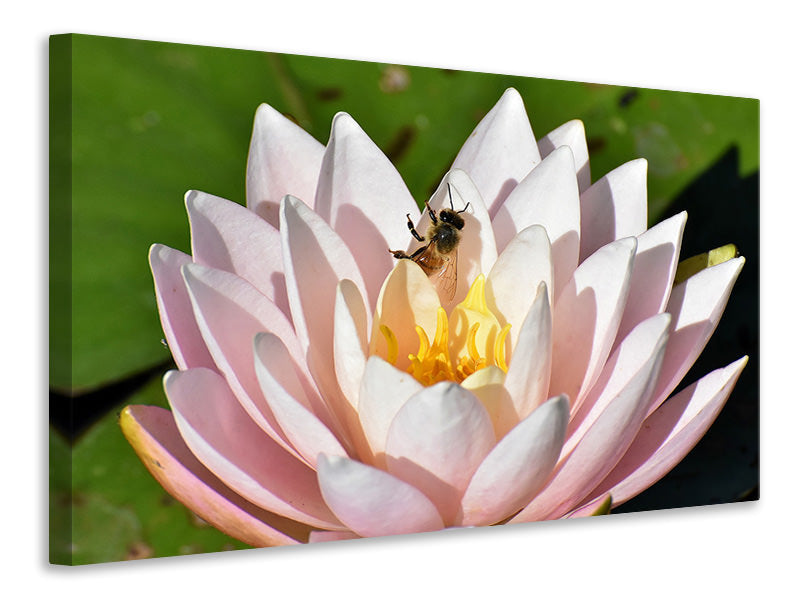 Canvas print The bee on the water lily
