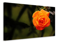 Canvas print The blossom of the rose