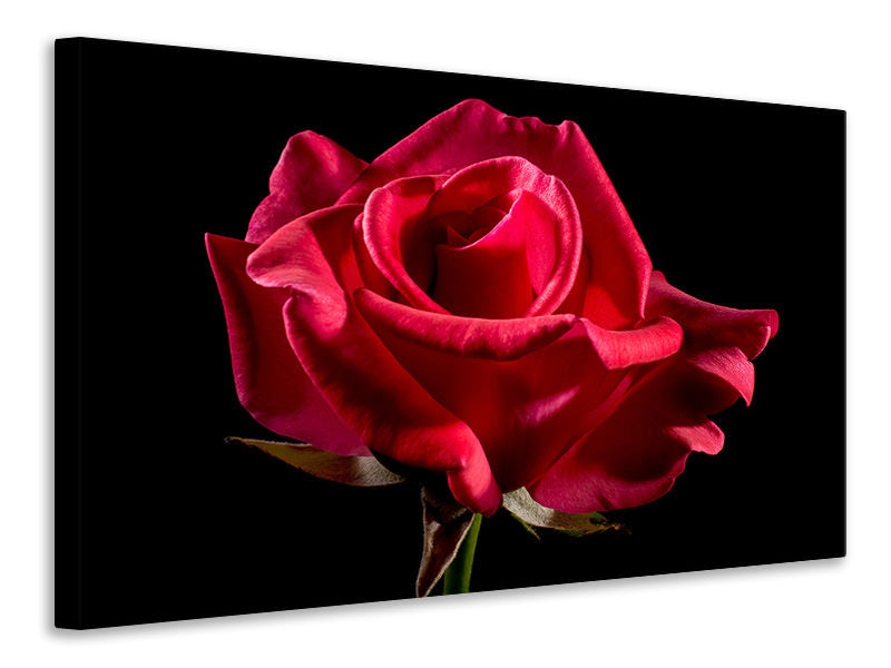 Canvas print The flower of love