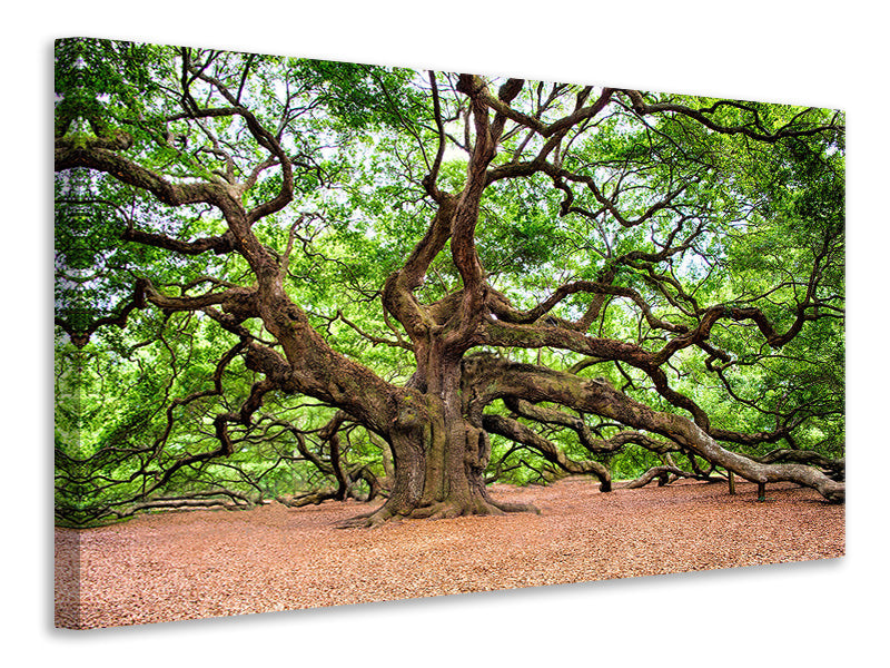 Canvas print The Oak