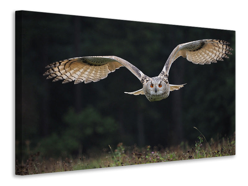 Canvas print The owl